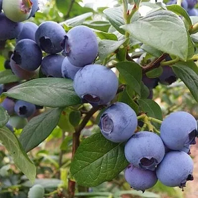 Голубика БЛЮГОЛД  Голубика БЛЮГОЛД в Череповце