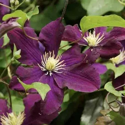 Клематис ГЕРОИ ВАРШАВЫ  Клематис ГЕРОИ ВАРШАВЫ в Череповце