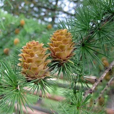 Лиственница КЕМПФЕРА в Череповце