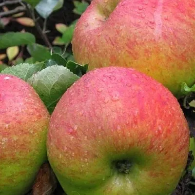 Яблоня ЯБЛОЧНЫЙ СПАС  Яблоня ЯБЛОЧНЫЙ СПАС в Череповце