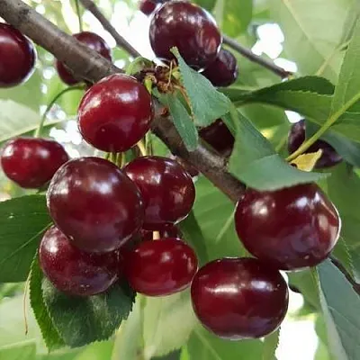 Дюк СЛАВЯНКА  Дюк СЛАВЯНКА в Череповце