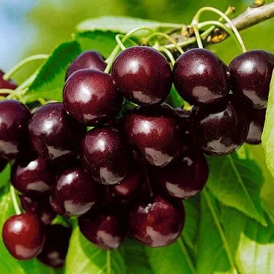 Черешня ВИТЯЗЬ  Черешня ВИТЯЗЬ в Череповце