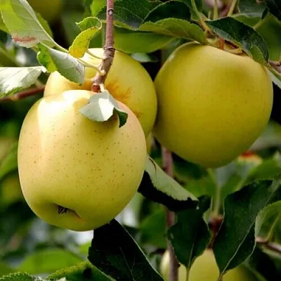 Яблоня ГОЛДЕН ВЛАДИМИРСКИЙ  Яблоня ГОЛДЕН ВЛАДИМИРСКИЙ в Череповце