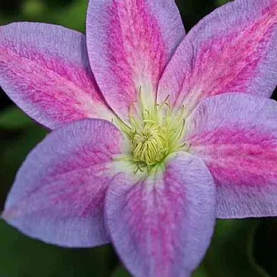 Клематис ЧЕЙНДЖ ОФ ХАРТ  Клематис ЧЕЙНДЖ ОФ ХАРТ в Череповце