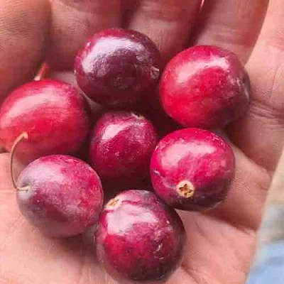 Клюква БАИН 6  Клюква БАИН 6 в Череповце