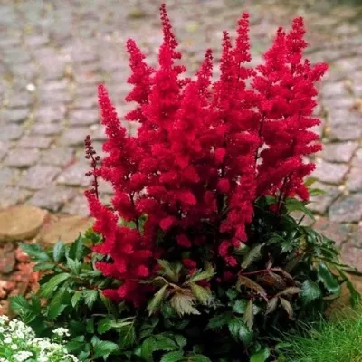 Астильба ГЛАТ Арендса — описание сорта Астильба ГЛАТ Арендса в Череповце