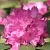 Рододендрон ЛУМИНА в Череповце