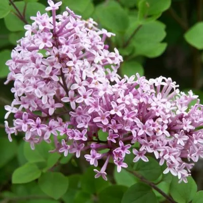 Сирень ПАЛИБИН  — описание сорта Сирень ПАЛИБИН  в Череповце