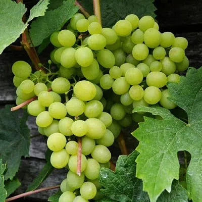 Виноград АЛЕШЕНЬКИН в Череповце