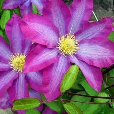 Клематис КАКИО  Клематис КАКИО в Череповце