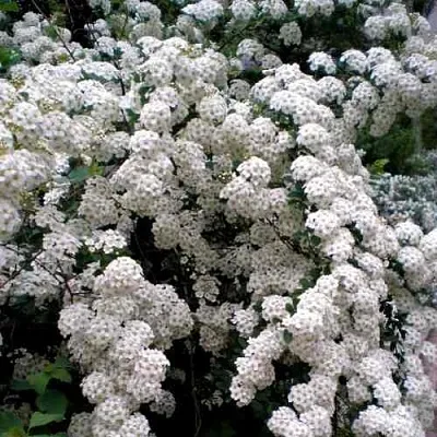 Спирея ВАНГУТТА  Спирея ВАНГУТТА в Череповце