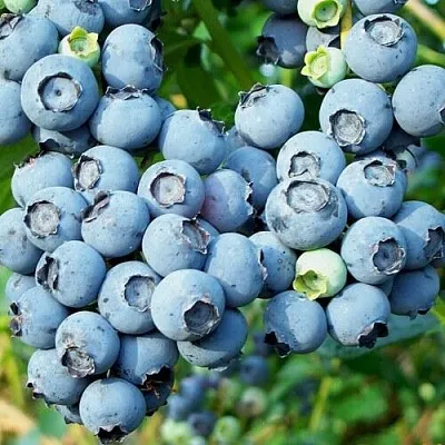 Голубика ПУРУ  Голубика ПУРУ в Череповце