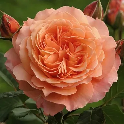 Саженцы роз БЕЛЬВЕДЕР шраб  Саженцы роз БЕЛЬВЕДЕР шраб в Череповце