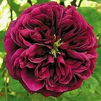 Саженцы роз ЗЕ ПРИНЦ английская  Саженцы роз ЗЕ ПРИНЦ английская в Череповце