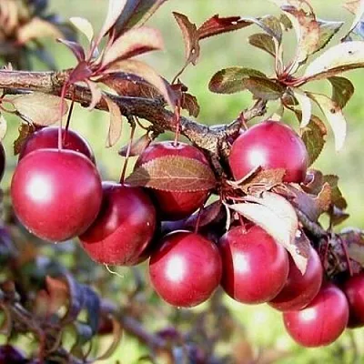 Слива декоративная ПИСАРДИ Слива декоративная ПИСАРДИ