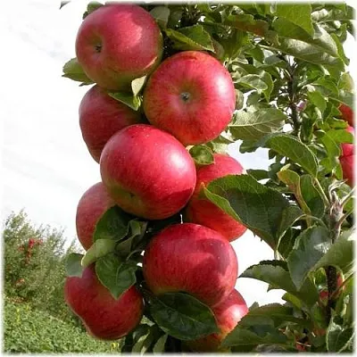 Яблоня ОСТАНКИНО колонновидная  Яблоня ОСТАНКИНО колонновидная в Череповце