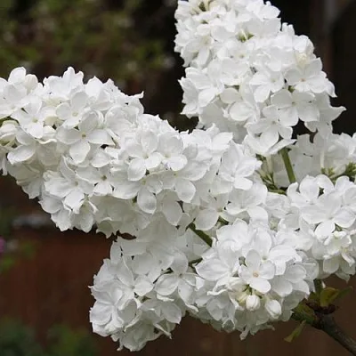 Сирень ФЛОРА  Сирень ФЛОРА в Череповце