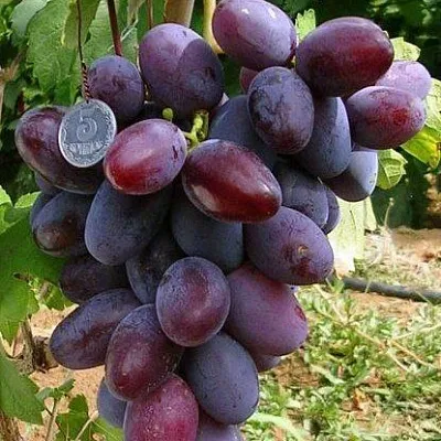 Средние сорта в Череповце