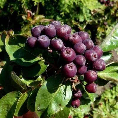 Рябина ЛИКЁРНАЯ сладкоплодная — описание сорта Рябина ЛИКЁРНАЯ сладкоплодная в Череповце