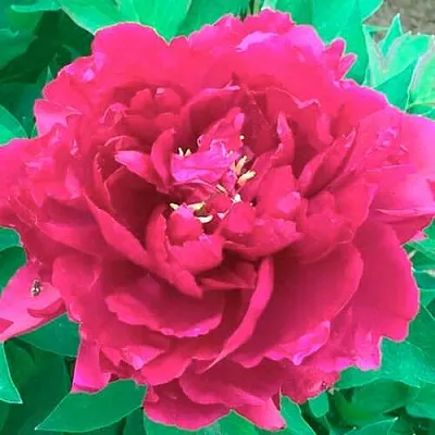 Пион ОСТРОВНОЙ МИНИСТР древовидный  Пион ОСТРОВНОЙ МИНИСТР древовидный в Череповце