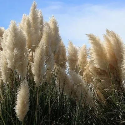 Кортадерия белая (пампасная трава) в Череповце