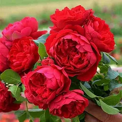 Саженцы роз ФЛОРЕНТИНА плетистая  Саженцы роз ФЛОРЕНТИНА плетистая в Череповце