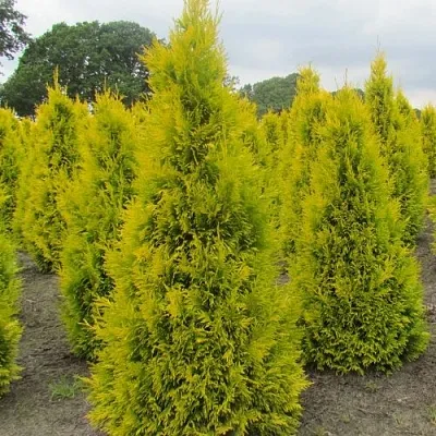 Туя САНКИСТ западная в Череповце