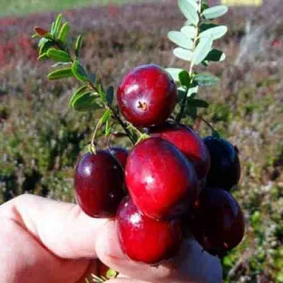 Клюква СТАНКОВИЧ  Клюква СТАНКОВИЧ в Череповце