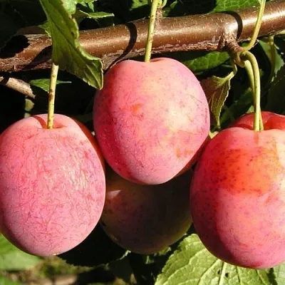 Слива ВИКТОРИЯ  Слива ВИКТОРИЯ в Череповце