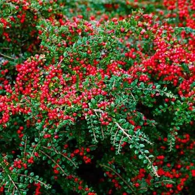 Кизильник горизонтальный  Кизильник горизонтальный в Череповце