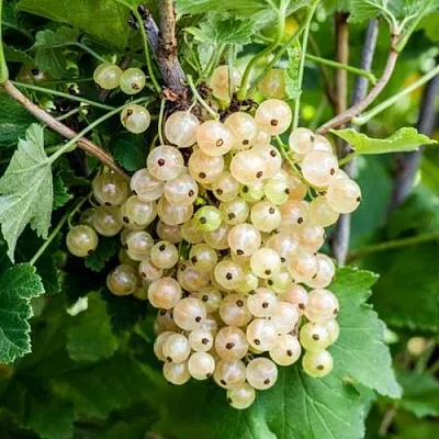 Смородина белая БЕЛАЯ ПОТАПЕНКО  Смородина белая БЕЛАЯ ПОТАПЕНКО в Череповце