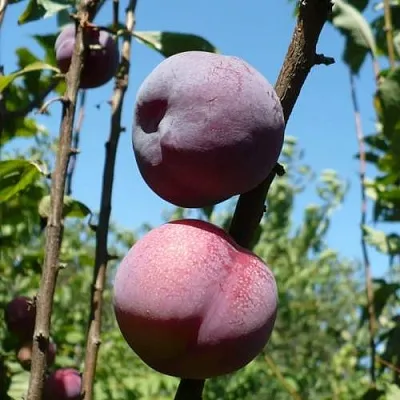 Плумкот ВЕЙ ВОНГ  Плумкот ВЕЙ ВОНГ в Череповце