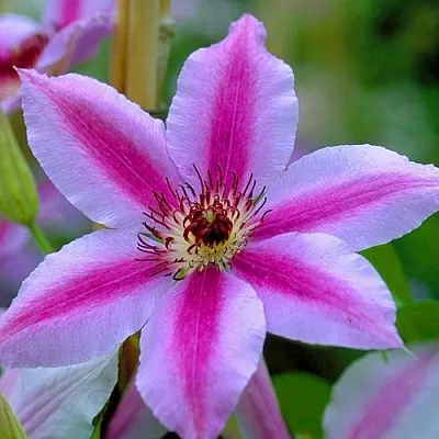 Клематис НЕЛЛИ МОЗЕР  Клематис НЕЛЛИ МОЗЕР в Череповце