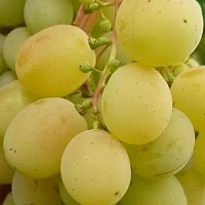 Виноград ТАЛИСМАН в Череповце