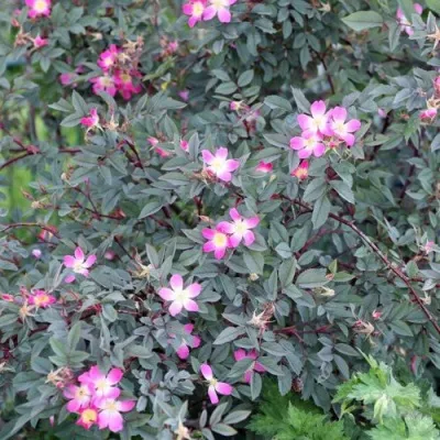 Саженцы роз сизая в Череповце