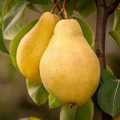 Осенние сорта  Осенние сорта в Череповце