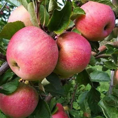 Яблоня ТЕРЕМОК в Череповце