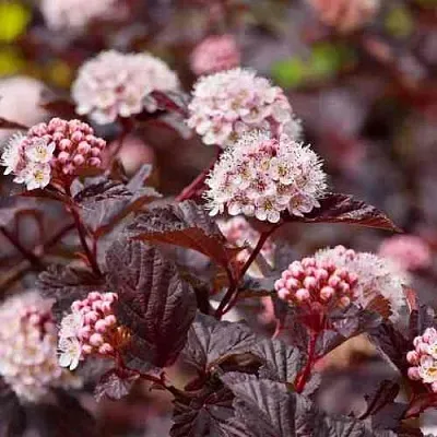 Пузыреплодник АНДРЕ   Пузыреплодник АНДРЕ  в Череповце