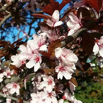 Слива ВУДИ растопыренная  Слива ВУДИ растопыренная в Череповце