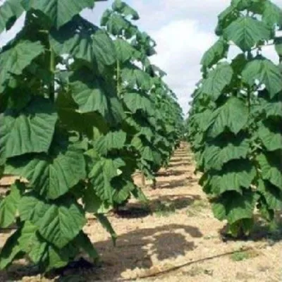 Павлония ПАО ТОГН Z07 в Череповце