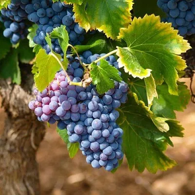 Виноград ЗИЛГА  Виноград ЗИЛГА в Череповце