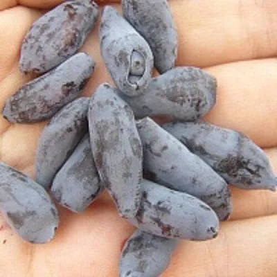 Жимолость съедобная ЧУЛЫМСКАЯ в Череповце