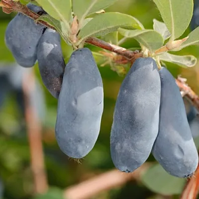 Жимолость съедобная СИНИЙ УТЕС в Череповце