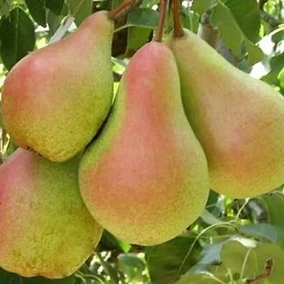 Груша ЛЕСНАЯ КРАСАВИЦА  Груша ЛЕСНАЯ КРАСАВИЦА в Череповце