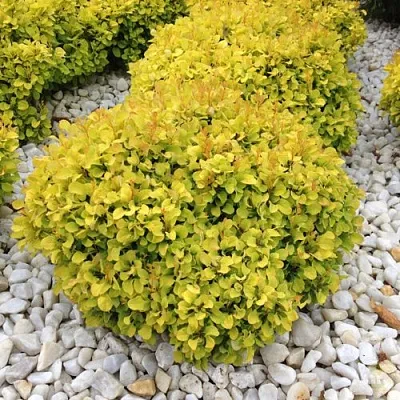 Барбарис БОНАНЗА ГОЛД тунберга в Череповце