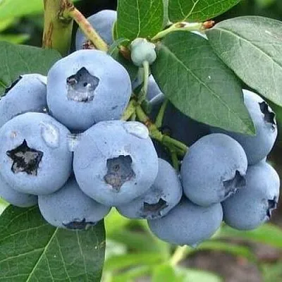 Голубика БЛЮЭТТА в Череповце