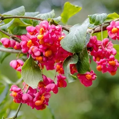 Бересклет ЕВРОПЕЙСКИЙ  Бересклет ЕВРОПЕЙСКИЙ в Череповце