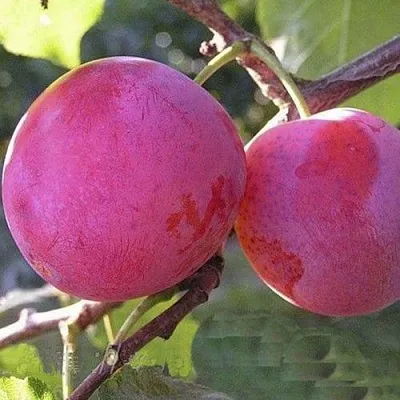 Слива ДЕЛИКАТНАЯ  Слива ДЕЛИКАТНАЯ в Череповце