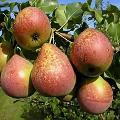 Груша МРАМОРНАЯ  Груша МРАМОРНАЯ в Череповце