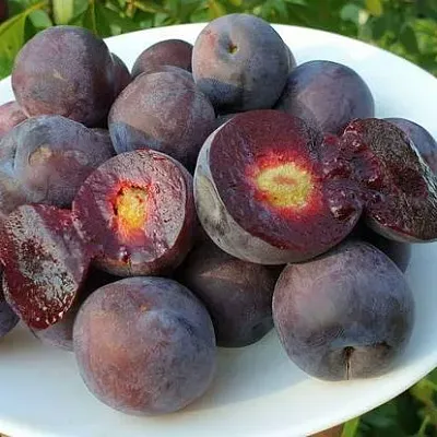 Сливово-вишневый гибрид МЕЙНОР  Сливово-вишневый гибрид МЕЙНОР в Череповце